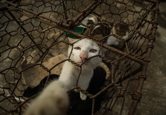Cats in a cage for slaughter