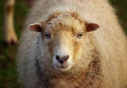 Mini sheep at TIERART