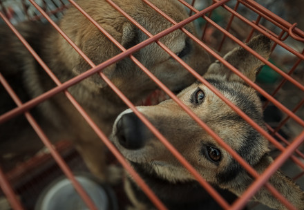 Dog rescued from slaughterhouse closure in Thai Binh, Vietnam.