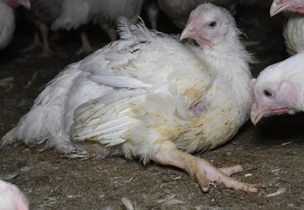 Broiler chicken farm investigation in 2020, England.