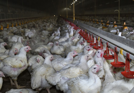 Overcrowded broiler chicken farm