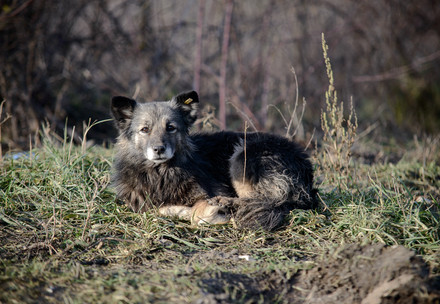 Stray dog in Moldova
