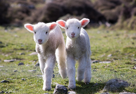 Transparency on Live Lamb Cutting in Fashion Report Two lambs on a field