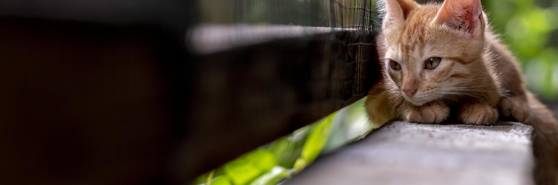Pet emergencies and general help Kitten sitting on ledge