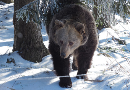Tour Guide (m/f/d) Brown bear in the snow