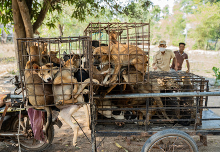 Dogs in Cambodia