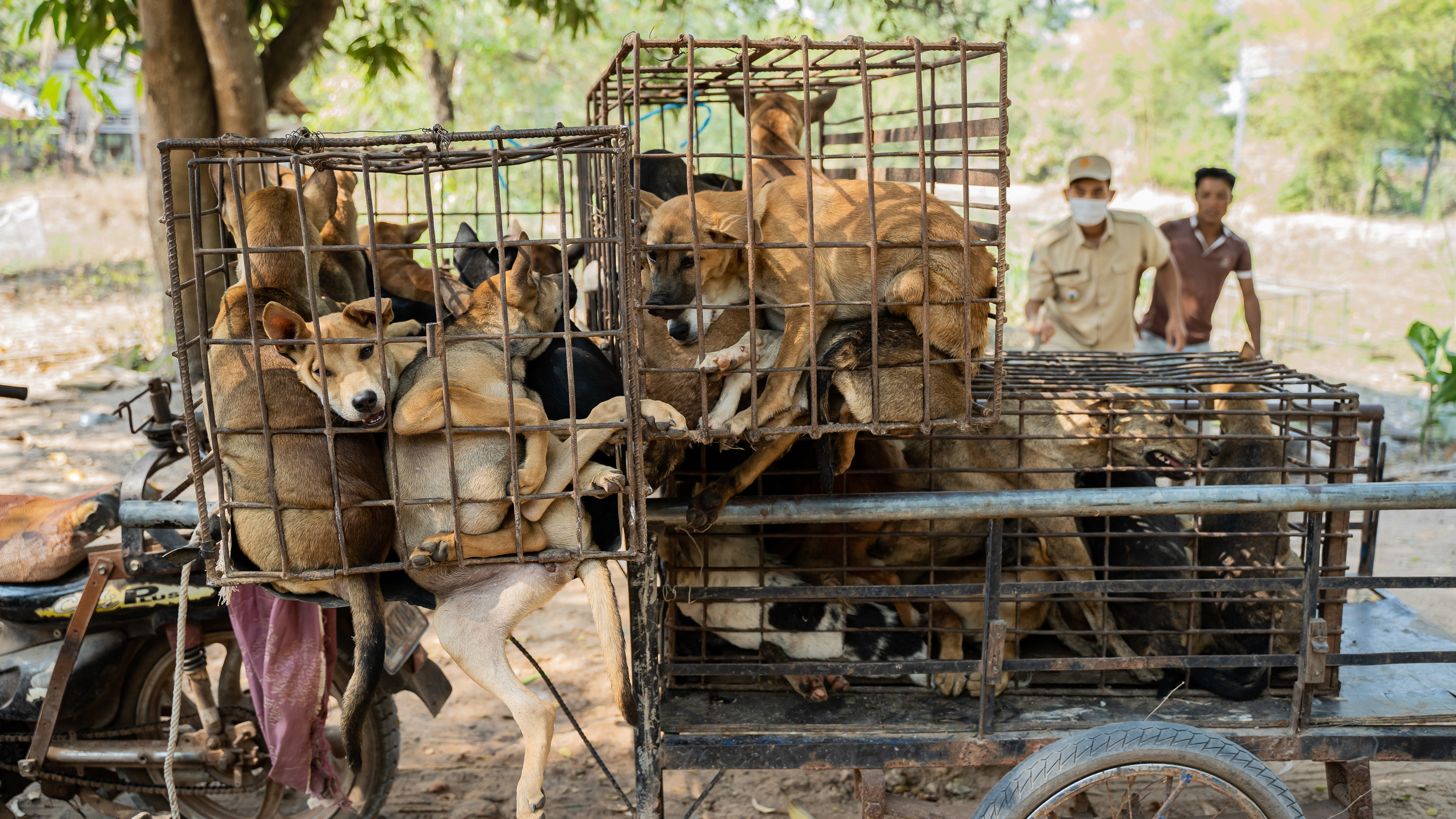 61 dogs that were transported in a minivan 61 dogs that were transported in a minivan