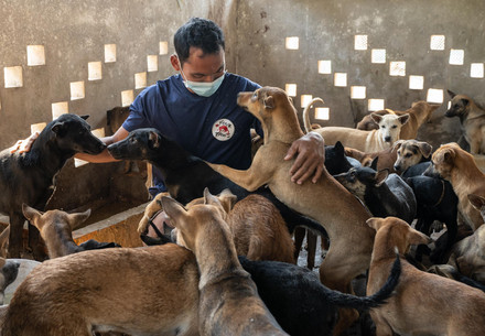 Caretaker Sary Dit with rescued dogs
