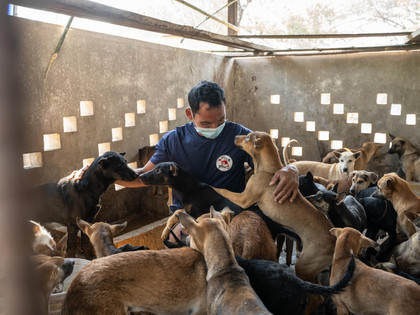 Rescued dogs Rescued dogs