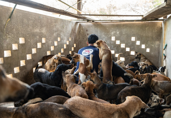 Slaughterhouse-bound minivan carrying 61 dogs intercepted in Cambodia