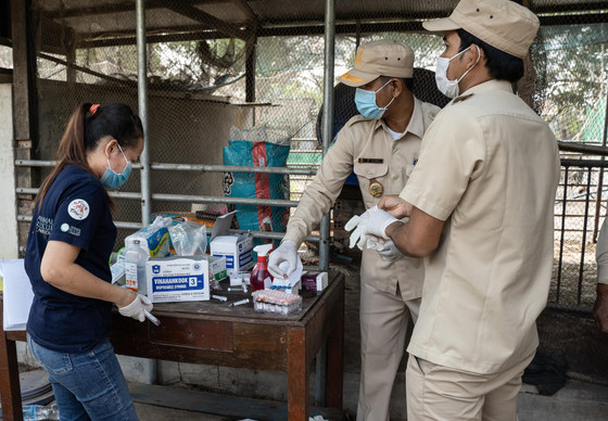 Three people preparing to vaccinate dogs in Cambodia