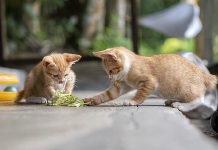 Two kittens playing