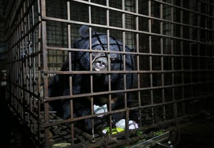 Rescue Bears Xuan and Mo Rescue Bears Xuan and Mo