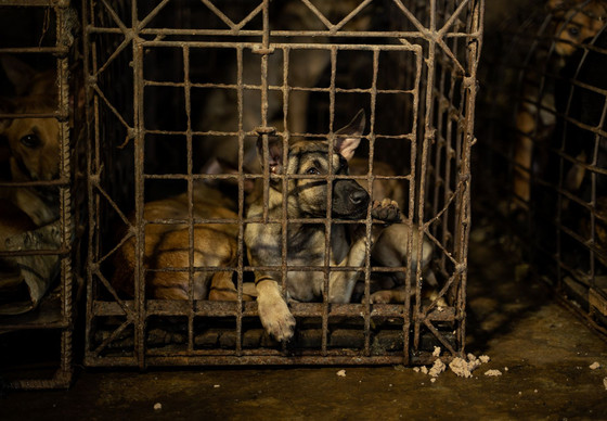 Victims of the dog meat trade