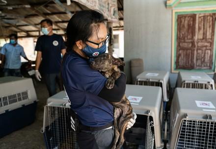 Dog in small cage in slaughterhouse, Cambodia