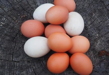Brown and white chicken eggs