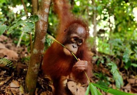 Rescue Orangutan Lestari Orphan Lestari