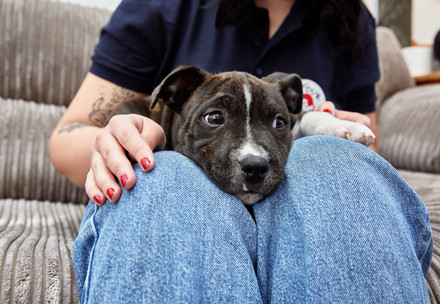 Puppy purchased during the pandemic