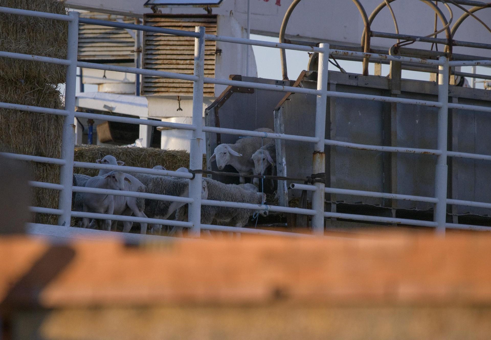 Sheep being transported via sea