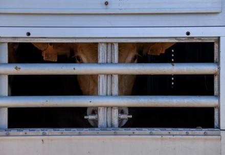 Campaigners in Spain