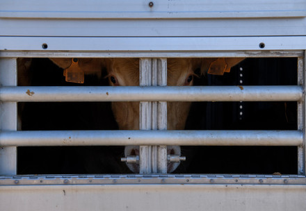 Cow in a transport truck