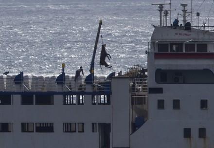 Live animal transport at sea