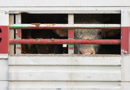 Animal transport ships in the port of Cartagena, Spain