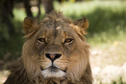 Al Ma'wa for Nature and Wildlife