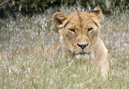 Lioness at Al Ma'Wa for Nature & Wildlife