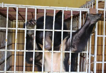 Rescue Bear Cam Asiatic black bear Cam