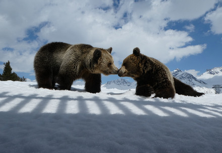 Bears Amelia and Meimo at Arosa Bear Sanctuary