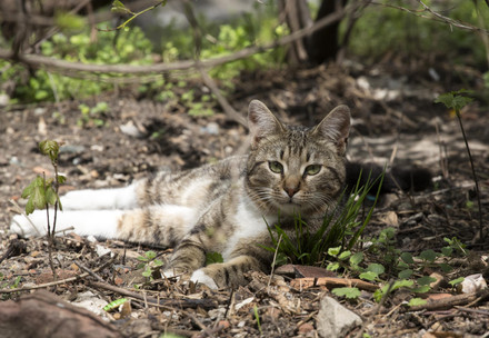 Cat laying in between leaves