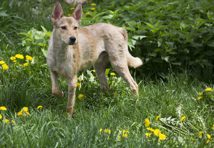 Dog standing on grass