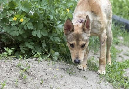 Rescue Dog Jason Rescue Jason