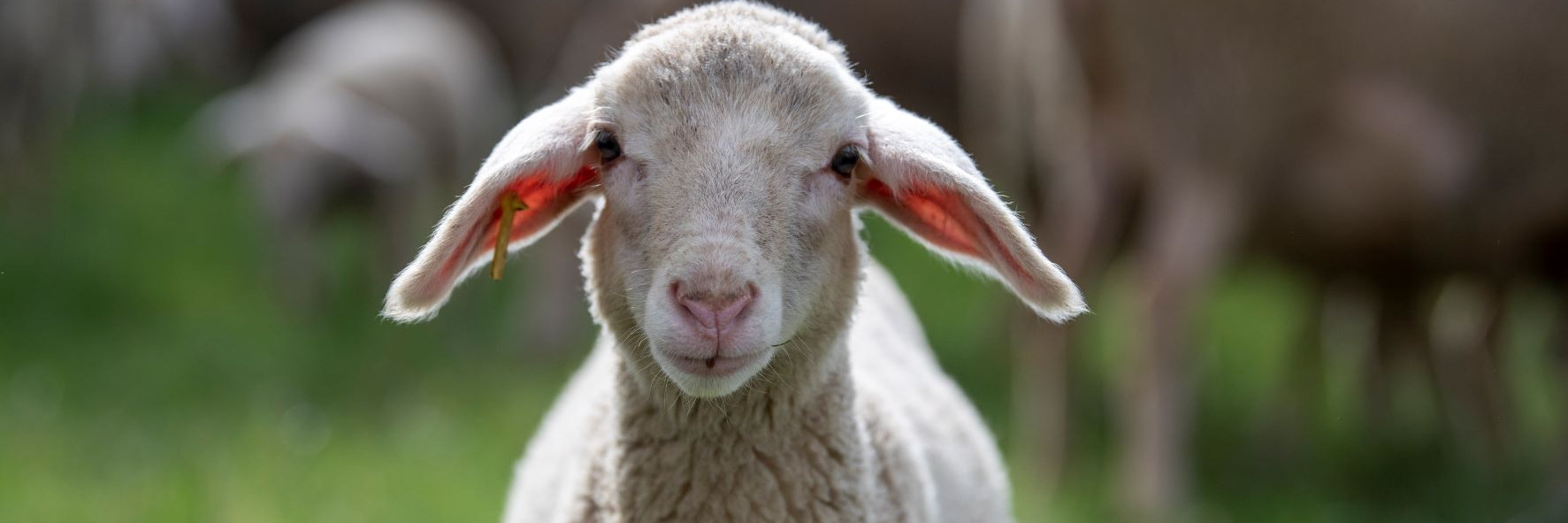 Lamb outside on a field