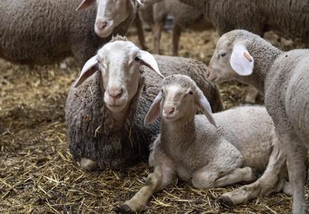 Flock of sheep in a barn with young sheep