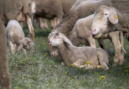 Merino sheep in a field