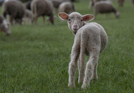 Wool with a Butt lamb