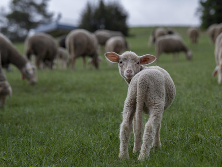 Merino lamb