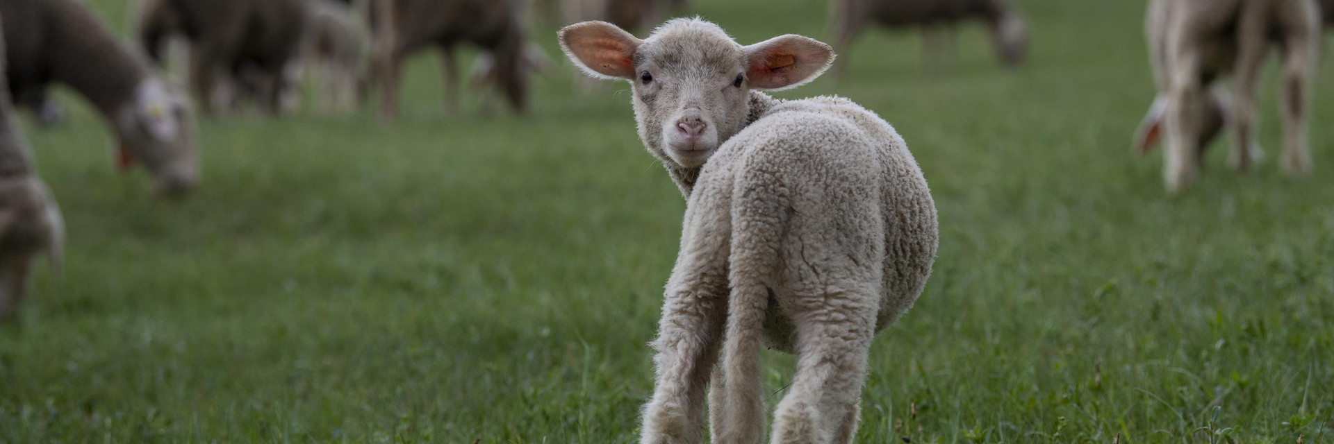 Merino lamb Merino lamb