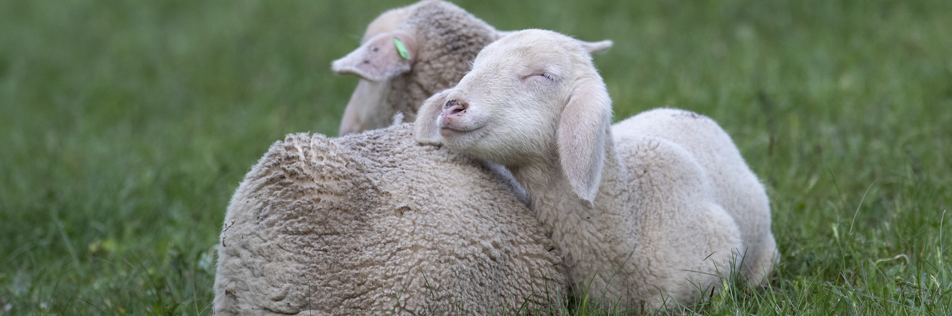 Lambs in a field