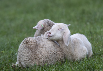 Merino lambs