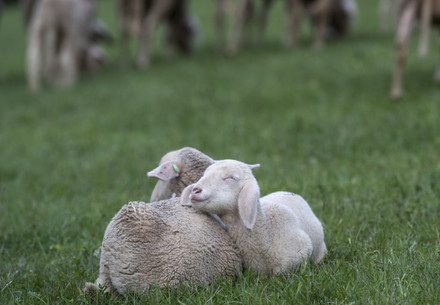 Two sheep laying on the grass