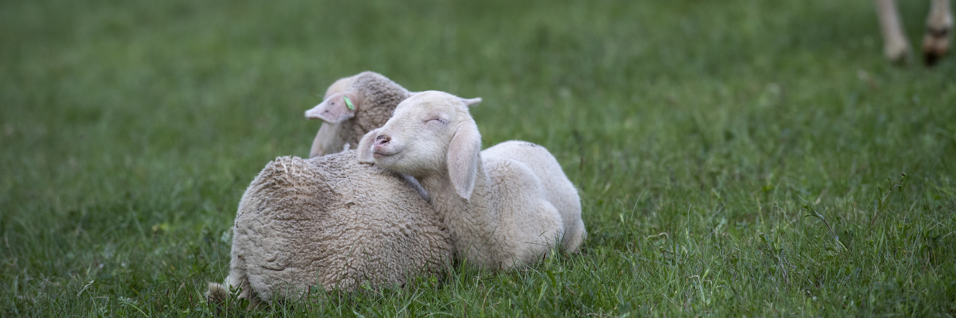 Industry Information and Tools merino lambs