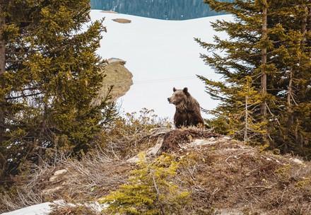 Former circus bear Jambolina explores nature in the Swiss alps for the first time