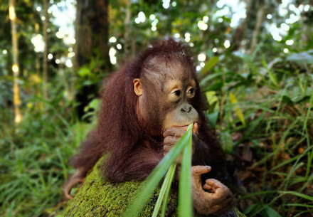 Rescue Orangutan Tegar Orangutan Tegar