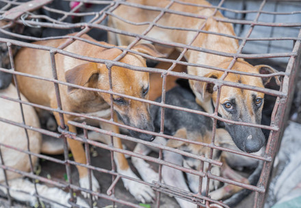 Three dogs crammed together in a small cage for the dog meat trade