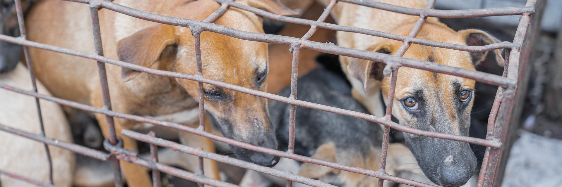 Three dogs crammed in a small cage for the dog meat trade