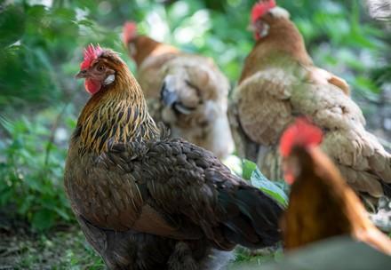 World Egg Day 2021 under the sign of an EU ban on cage rearing