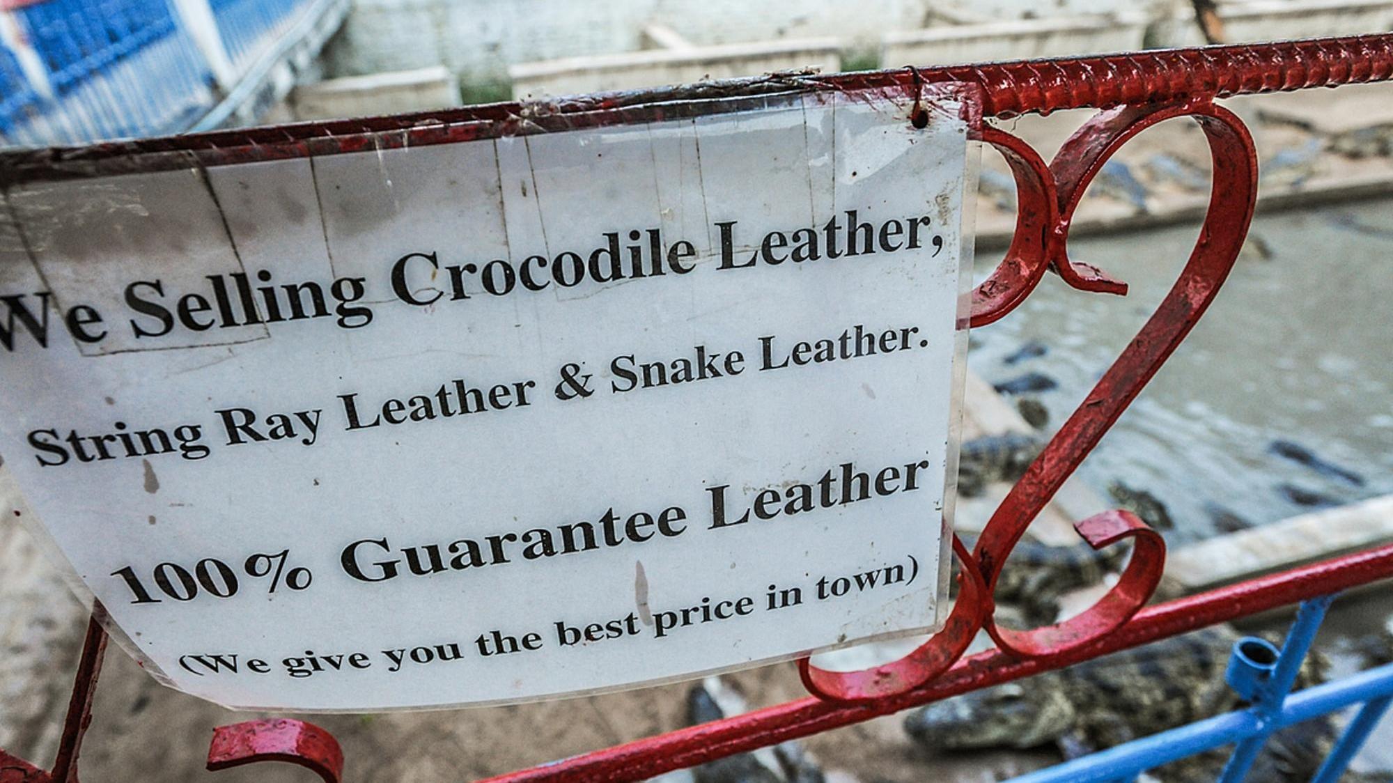 Crocodile and alligator farming Crocodile and alligator farming